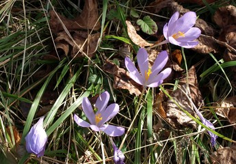 Crocus