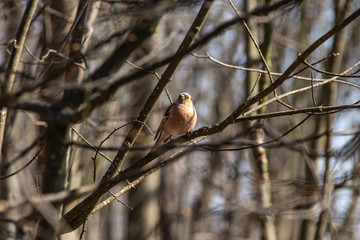 A Chaffinch in a tree