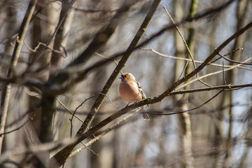 A Chaffinch in a tree