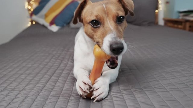 A slow motion dog of breed Jack Russell Terrier lies on a gray bedspread on the bed and gnaws a plastic bone toy against the bokeh background of bright lights. Pets. Copyspace. Family