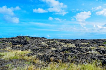 Grass growing on cooled down lava fields on big island 
