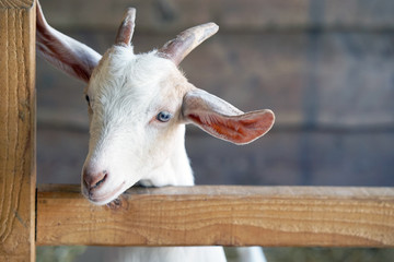 Head of a little goat on a farm. Portrait of a young goat