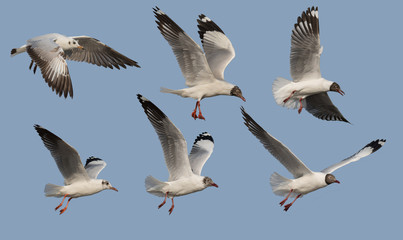 Fototapeta premium Brown-headed Gull in Non-breeding plumage and Moulting into breeding plumage and Breeding plumage on the sky At Bang Pu, Samut Prakan, Thailand