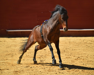 caballo español