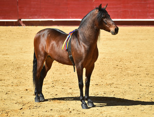 spanish horse