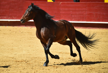 horse in spain