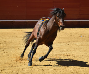 caballo español