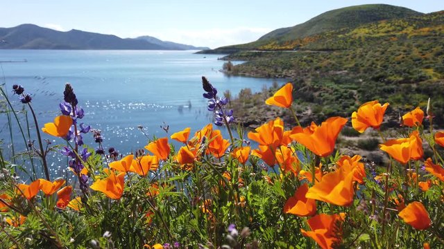 Lots of wild flower blossom at Diamond Valley Lake