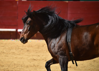 caballo marron en españa