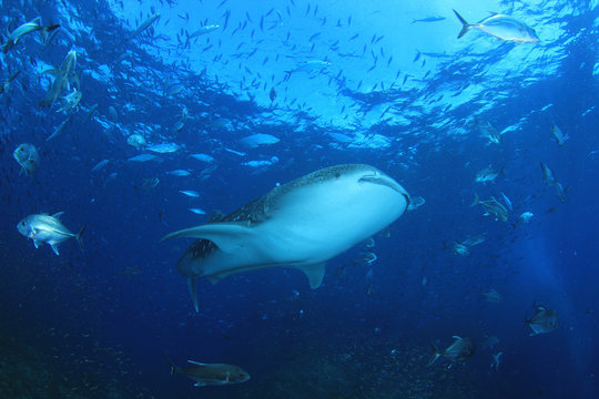 Whale Shark and Trevally fish at Richelieu Rock in Thailand 