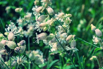 White Bell shaped flowers growing in Norways summer with insect