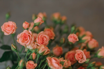 Bouquet of roses of coral color on a blue background. Trend of the year.