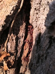 Feuerkäfer Käfer an Baumstamm beim Sonnen