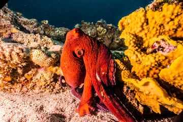 Octopus king of camouflage in the Red Sea, eilat israel 