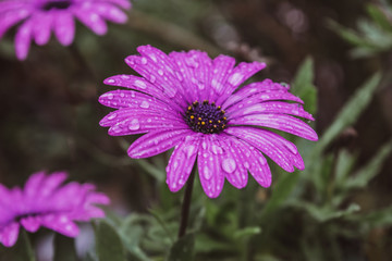 Magenta wet flower