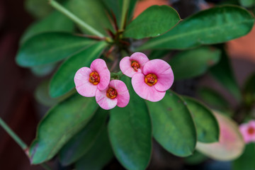 Tiny pink flowers on green background