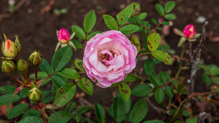Pink rose in a garden