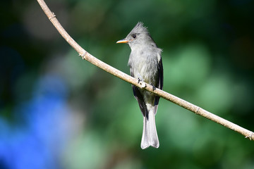 Dark Pewee (Contopus lugubris)