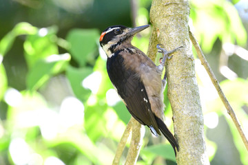 Hairy Woodpecker (Leuconotopicus villosus)