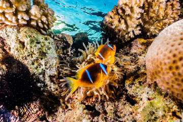 Clownfish in the Red Sea Colorful and beautiful, Eilat Israel