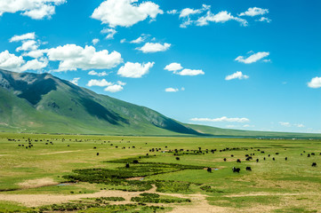 Fototapeta premium aqu Qiangtang Plateau Ranch Scenery, Tibet, China