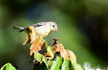 Townsend's Warbler (Setophaga townsendi)
