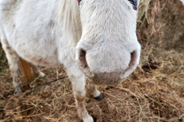 A big nose of a white horse standing on a field covered with hay on a farm in winter is a cloudy day.