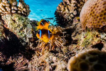 Clownfish in the Red Sea Colorful and beautiful, Eilat Israel
