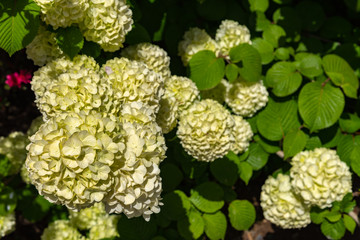 Full bloom of viburnum plicatum, also known as Japanese snowball flowers ( oodemari ) in springtime sunny day at Ashikaga Flower Park, Tochigi prefecture, Famous travel destination in Japan