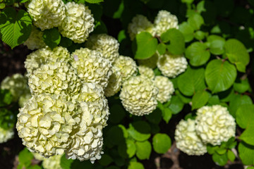 Full bloom of viburnum plicatum, also known as Japanese snowball flowers ( oodemari ) in springtime sunny day at Ashikaga Flower Park, Tochigi prefecture, Famous travel destination in Japan