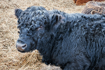A portrait of a large black bull with curled hair and a piercing gaze lies on a field with dry grass covered with hay and is looking to the left. farm animals without gmo in nature