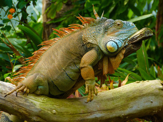 Green Iguana on a Branch