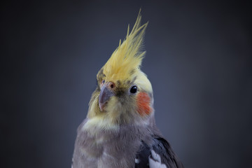 Cockatiel Nymphicus hollandicus normal young grey parrot on black plain background © QuickStartProjects