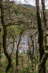 Natural park with moss covered boxwood forest, Krasnodar region, Russia