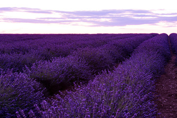 Fototapeta na wymiar colorful sunset at lavender field
