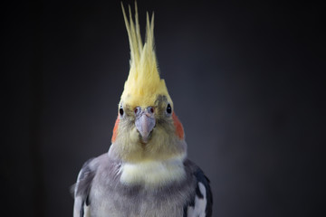 portrait of a Cockatiel Nymphicus hollandicus normal gray parrot with plain background