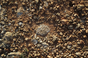 Fossilized shells encrusted on cliff ground in Algarve, Portugal