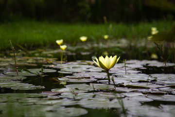 Nen&uacute;fares en el lago