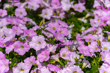 Closeup Petunia flowers (Petunia hybrida) in the garden. Flowerbed with multicoloured petunias in springtime sunny day at Ashikaga Flower Park, Tochigi prefecture, Famous travel destination in Japan