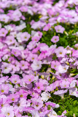 Closeup Petunia flowers (Petunia hybrida) in the garden. Flowerbed with multicoloured petunias in springtime sunny day at Ashikaga Flower Park, Tochigi prefecture, Famous travel destination in Japan