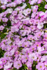 Obraz premium Closeup Petunia flowers (Petunia hybrida) in the garden. Flowerbed with multicoloured petunias in springtime sunny day at Ashikaga Flower Park, Tochigi prefecture, Famous travel destination in Japan