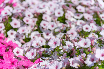 Closeup Petunia flowers (Petunia hybrida) in the garden. Flowerbed with multicoloured petunias in springtime sunny day at Ashikaga Flower Park, Tochigi prefecture, Famous travel destination in Japan