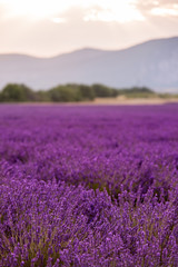 lavender field france