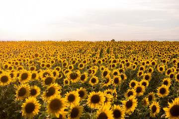 Sunflower field © .shock