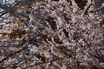 Cherry blossom in toronto canada
