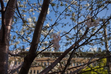 Cherry blossom in toronto canada