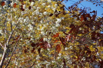 Autumn in Toronto