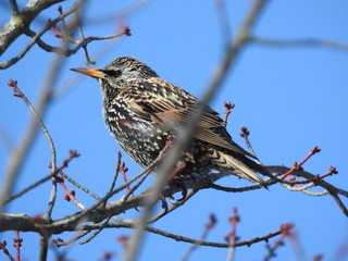 European Starling, bird, winter, lake, beautiful, nature, animal, wildlife, starling