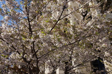 Cherry blossom in toronto canada