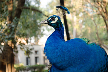 Fototapeta premium Peacock. Indian wild peacock (Pavo cristatus). Portrait of a beautiful peacock with feathers out. Walking peacock with a beautiful tail as background.